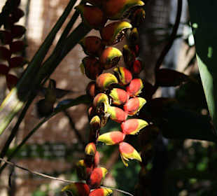 Ein Kolibri an seiner Lieblingsblume