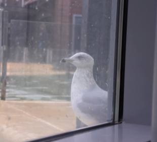 Gäste bei der Fütterung