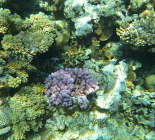 Corals