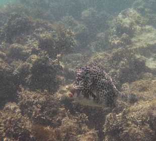 Kuhfisch beim Schnorcheln