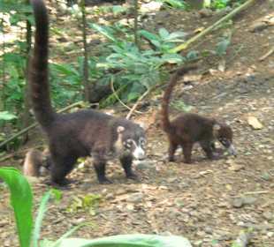 Nasenbär mit Nachwuchs