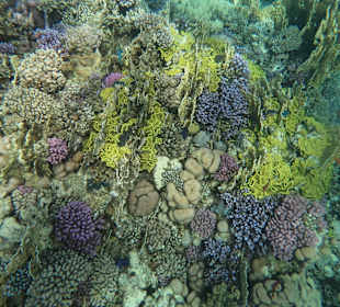 Schnorcheln Marsa Alam 