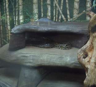 Zoo Münster - Die Tiere