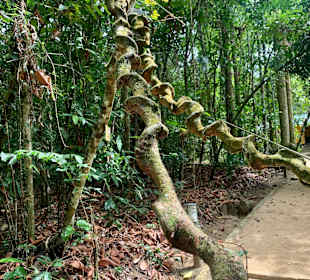 Sinharaja Rain Forest 