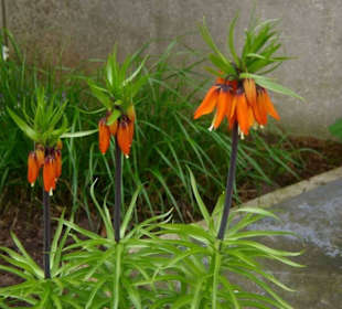 Osterbrunnen in Großgeschaidt
