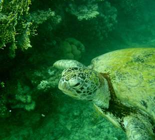 Schildkröte