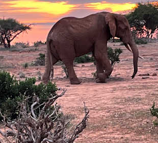 Wildnis Tours and Safaris - Diani Beach