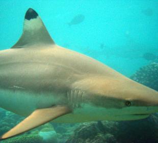 Schwarzspitzen Riffhai