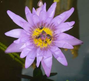 Blume im Königspalast