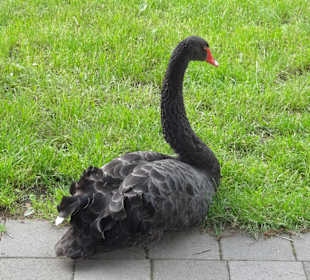 Schwanenweiher