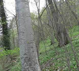 Wanderung rund um das Rusenschloss Gerhausen