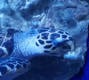Hurghada Grand Aquarium