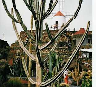 Jardin de Cactus