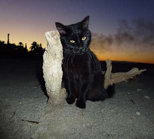 Abendliche Begegnung auf dem Salzsee Larnaca