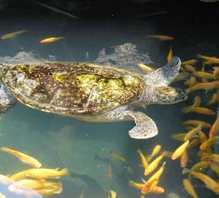 Seaturtle - Underwaterworld Singapur
