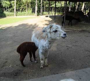 WildparkImpression September 2013