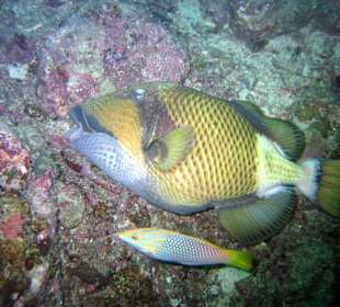 Tauchen bei Racha Island