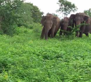 Elefantenreiten Sigiriya