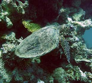 Wasserschildkr beim Tauchgang am Haus-Riff gesehen