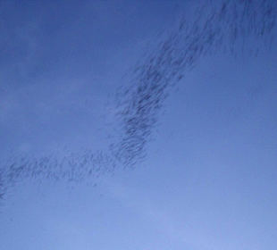 Ausschwärmen der Fledermäuse