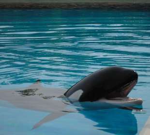 Orca