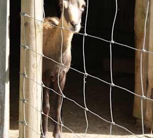 Wild- und Freizeitpark Willingen
