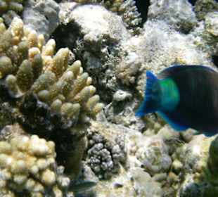 Unterwasserwelt Hotel Sharm Plaza