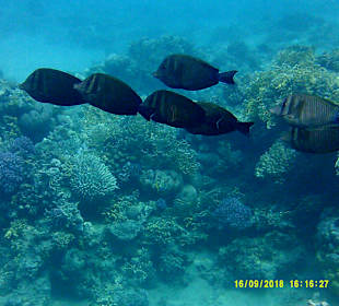 Schnorcheln Marsa Alam