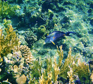 Foto vom Schnorchelausflug