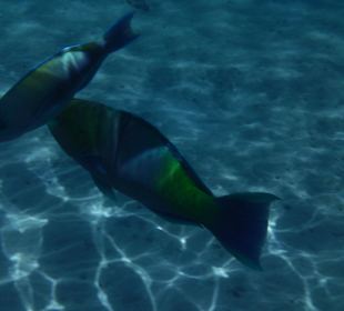 Fische am Korallenriff