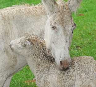 Barockesel beim kuscheln