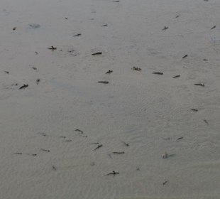 Endlich Schlammspringer!