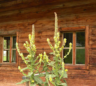 Königskerzen neben dem Museum