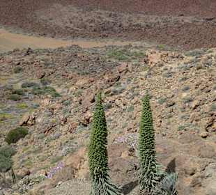 Nationalpark --> Teide