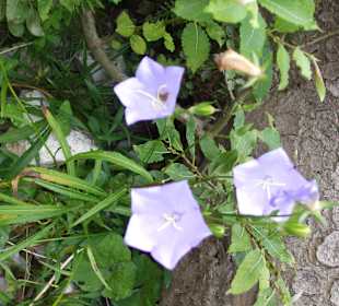 Parcul Natural Apuseni