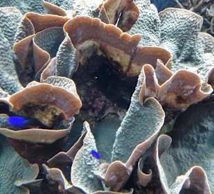 Impressionen aus dem Aquazoo Löbbecke Museum