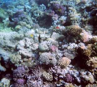 Einmalige Korallenwelt am Strand