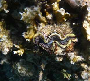 Schnorcheln Soma Bay