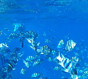 Schnorcheln Marsa Alam