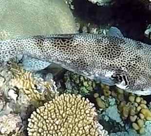 Schnorcheln Marsa Alam