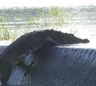 Ein Kroko geht baden