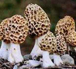 Modell Speisemorchel morchella esculenta