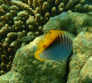 Unterwasseraufnahme bei der Delfinsafari