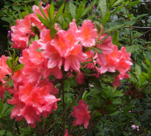 Blühende Rododendron