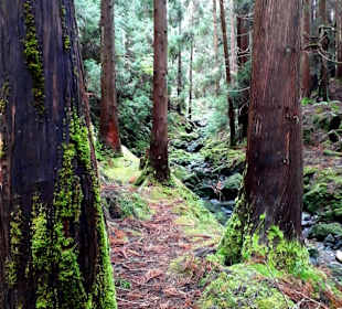 Inselrundfahrt Terceira