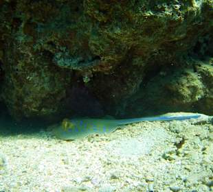 Schnorcheln Dahab