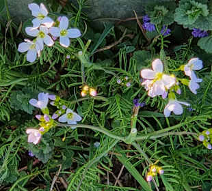 Frühblüher
