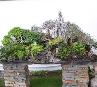 Bonsai-Museum