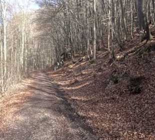 Buckfelsen
