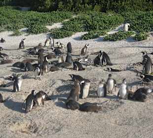 Boulders Beach